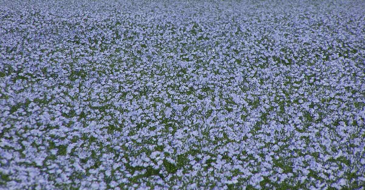 flax field in bloom