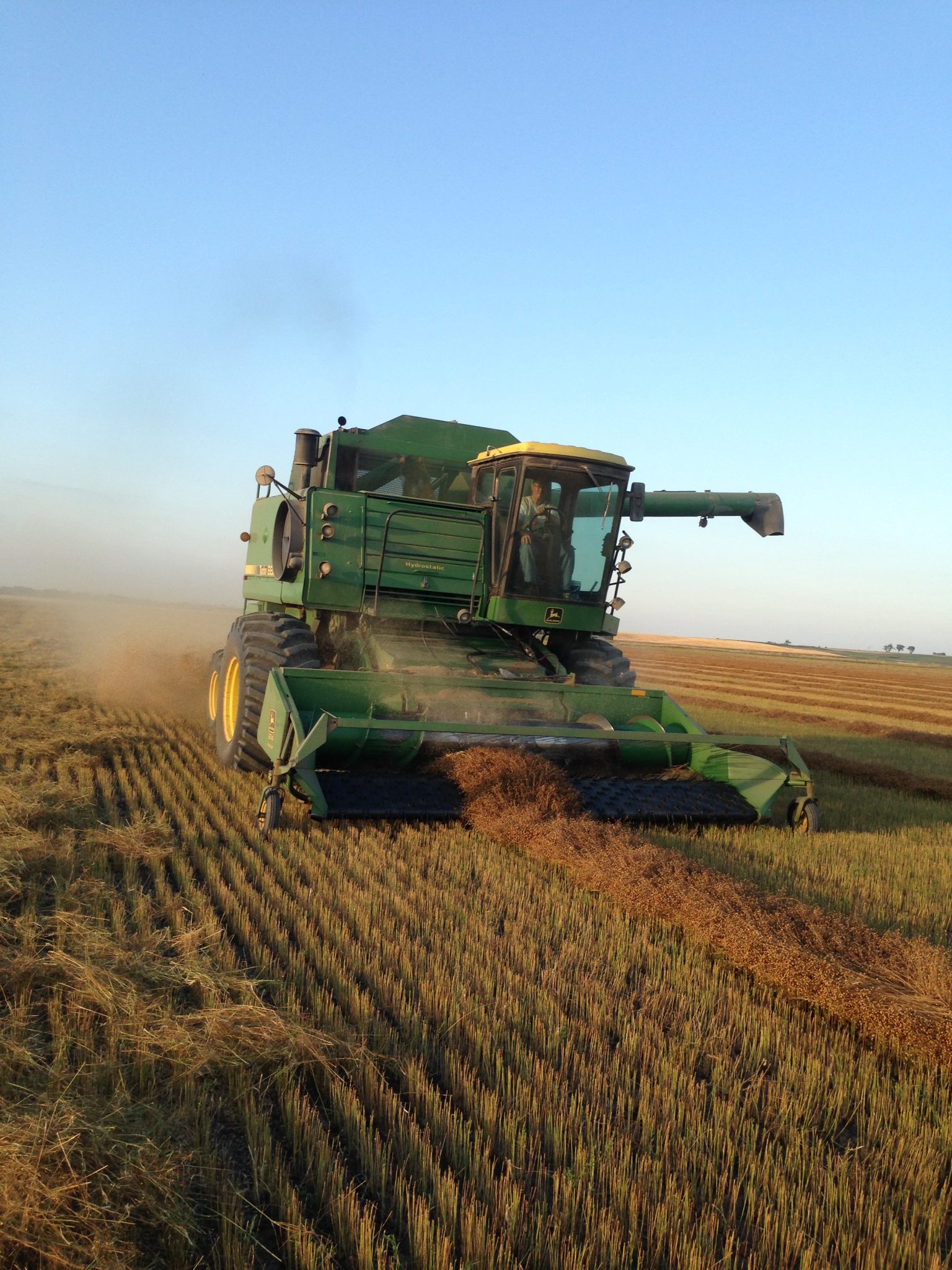 Flax harvest