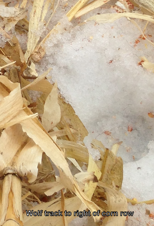 wolf tracks in corn field