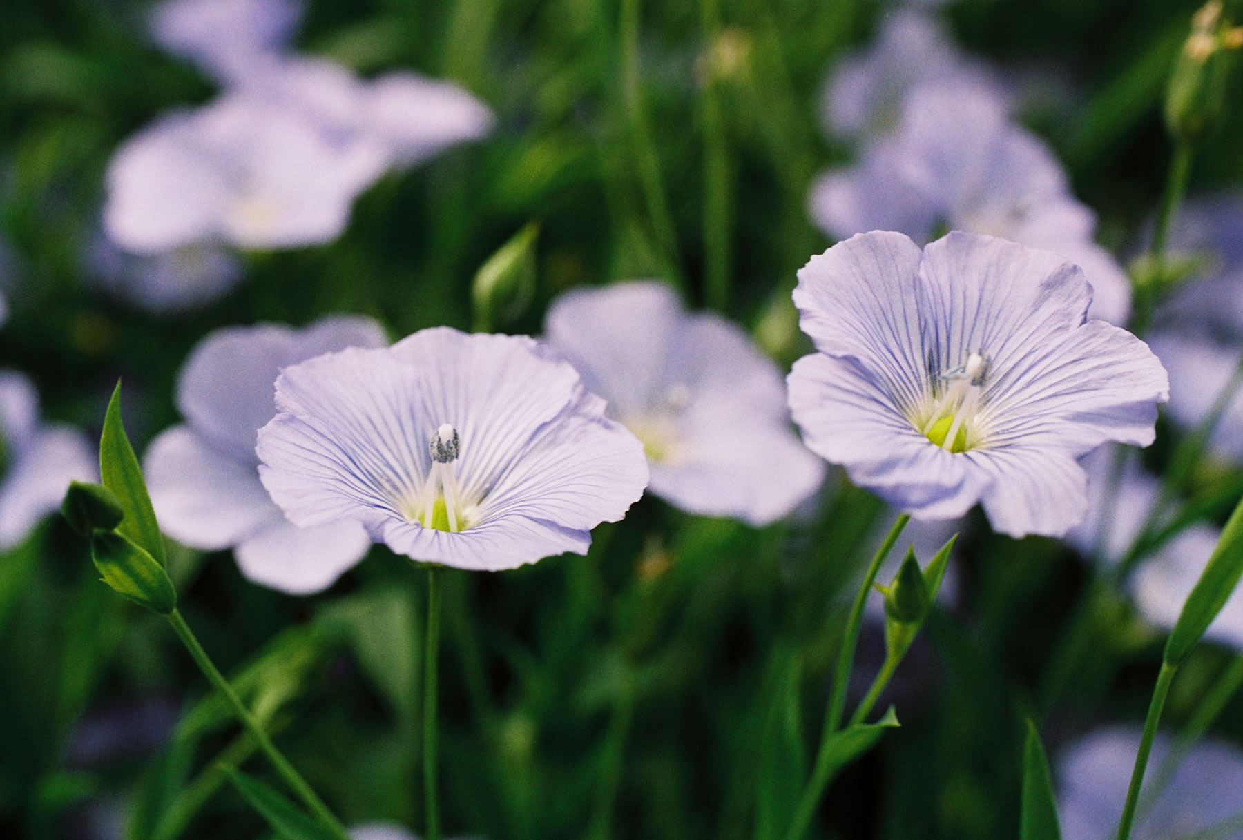 Flower Flax Photo AAA Magazine