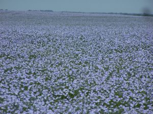 Flax field in bloom