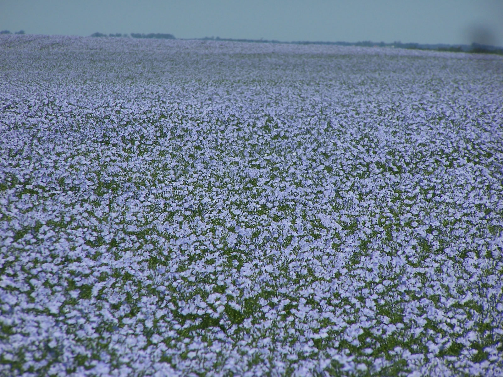 Flax field in bloom