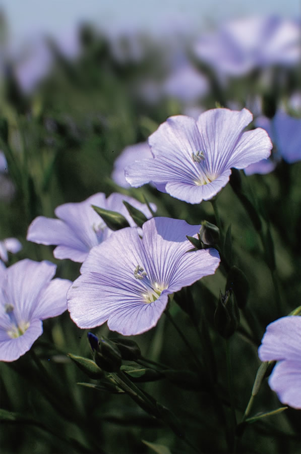 flax flowers