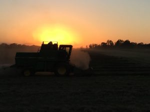 Flax harvest