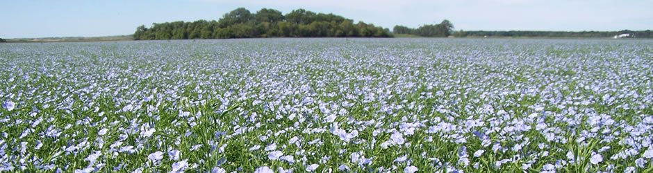 flax in bloom