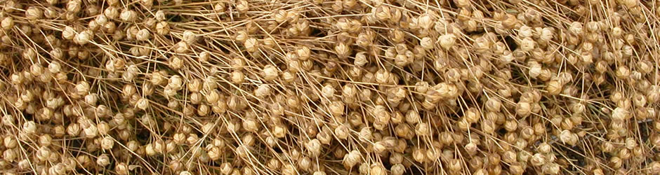 flax in swath drying for harvest banner