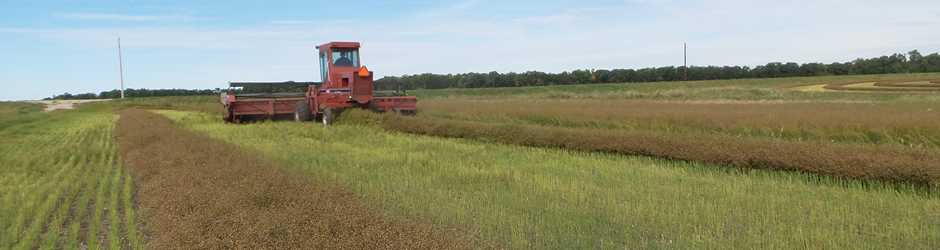 harvesting flax 